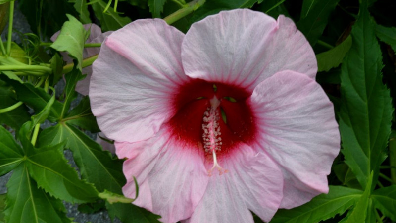 草本芙蓉花怎麼養栽培