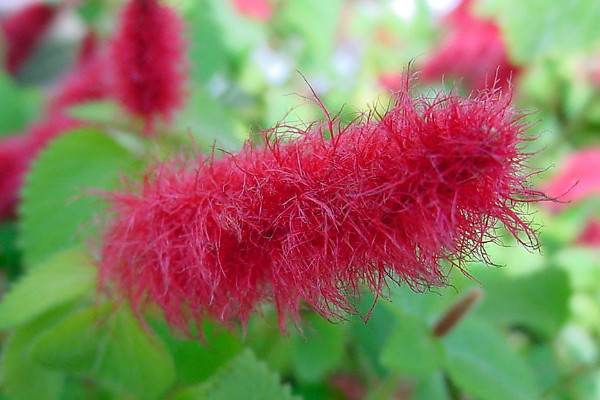 狗尾紅花怎麼種植