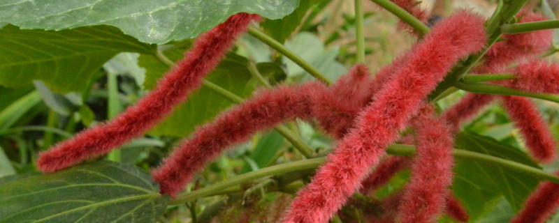 歲歲紅怎麼繁殖