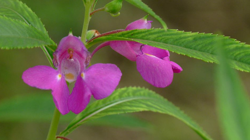 鳳仙花怎麼摘心