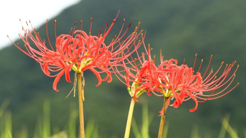 紅花石蒜和彼岸花的區別