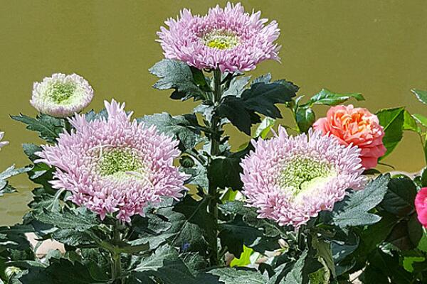 泰迪菊花怎麼養