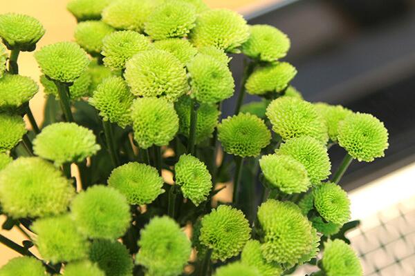 盆栽菊花紐扣菊怎麼養