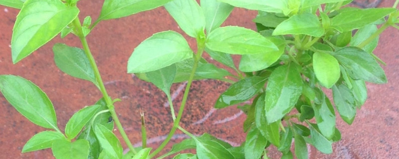 金不換和荊芥一樣嗎