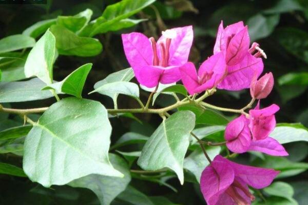 葉子花怎麼養才開花多