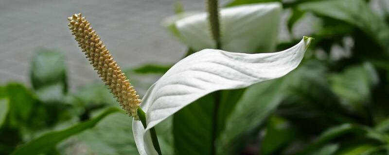 白鶴芋的種植方法