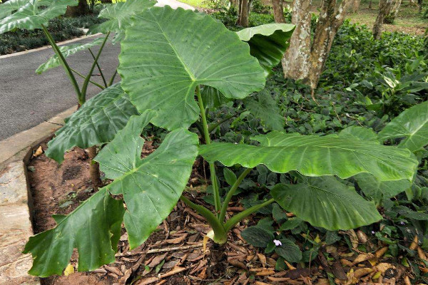 大野芋怎麼種植