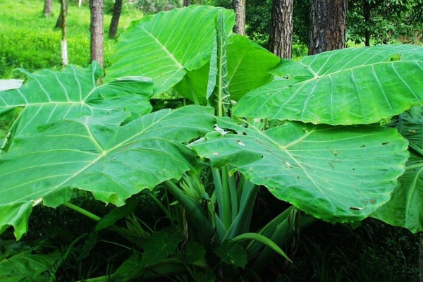 大野芋怎麼種植