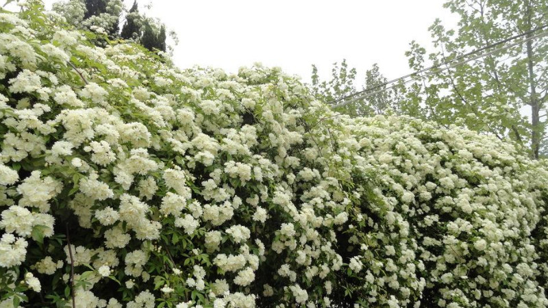 木香花怎麼搭架