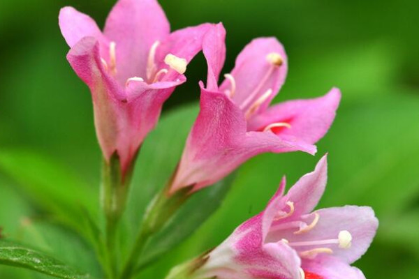 錦帶花為什麼不開花