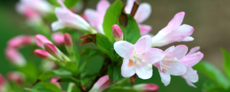 錦帶花怎麼扡插