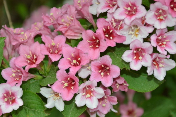 錦帶花怎麼扡插