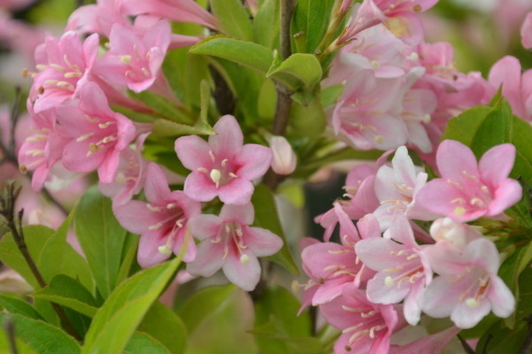 錦帶花怎麼扡插