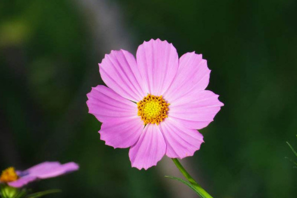 格桑花怎麼修剪