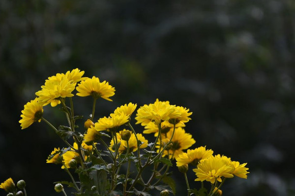 千頭菊開花期的養護