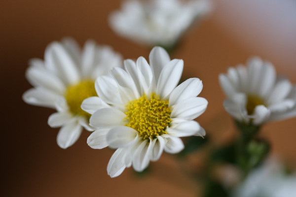 小雛菊怎麼晾幹花