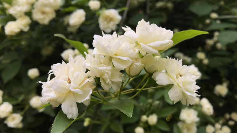 木香花怎麼牽引