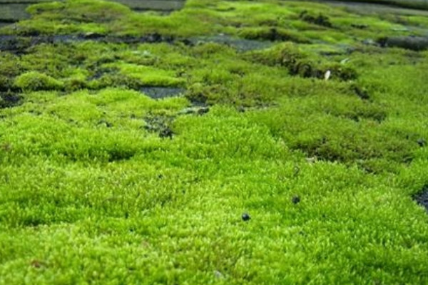 野生苔蘚的種植方法