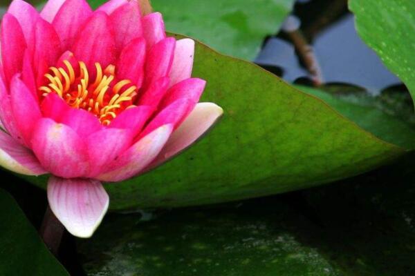 水芙蓉葉子黃了怎麼辦