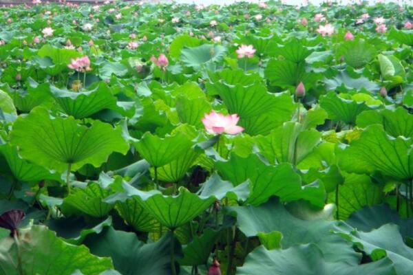 水芙蓉幹邊怎麼辦