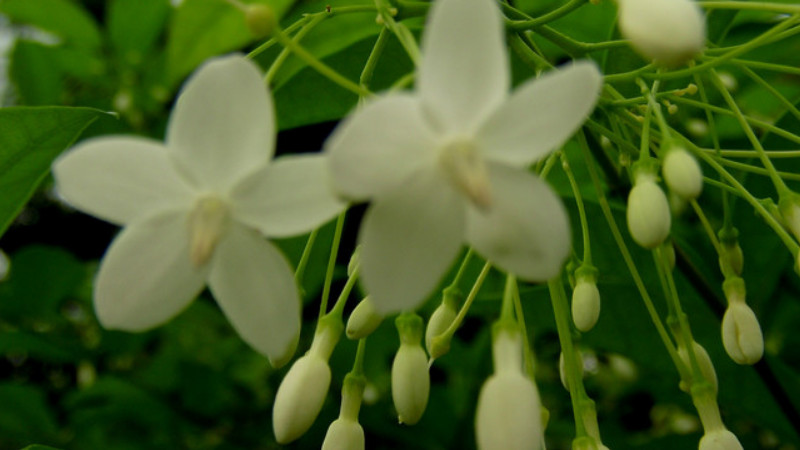 水梅花怎麼澆水