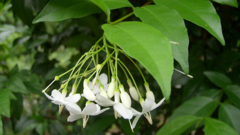 水梅花怎麼泡根