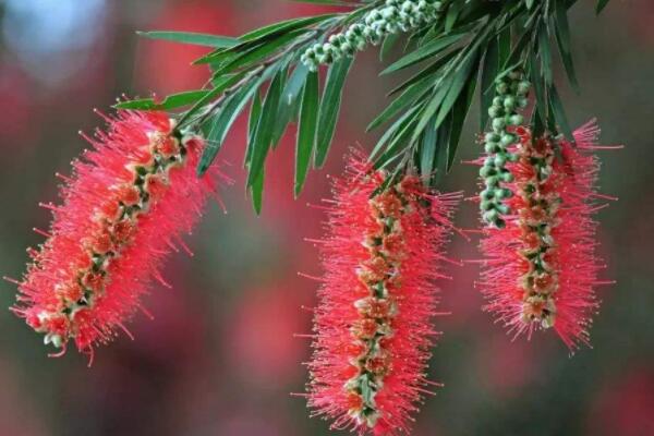 紅千層種植和養護