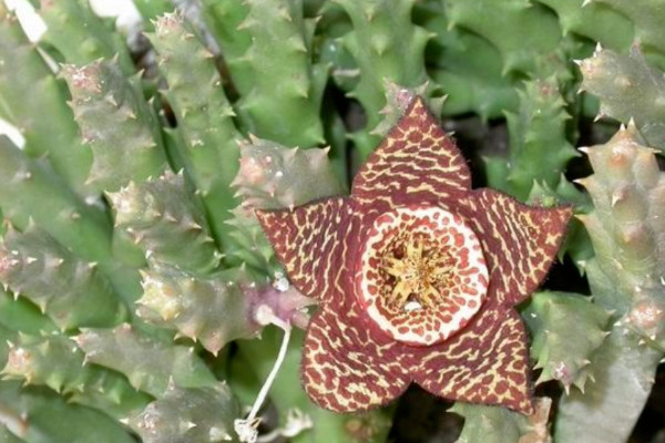 豹紋花怎麼養