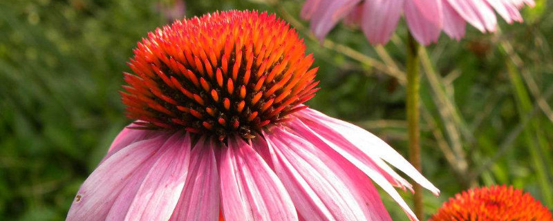 鬆果菊開花後怎樣修枝