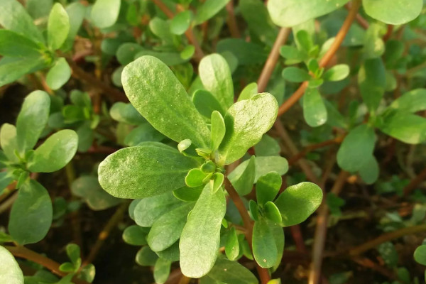 馬齒莧樹怎麼栽