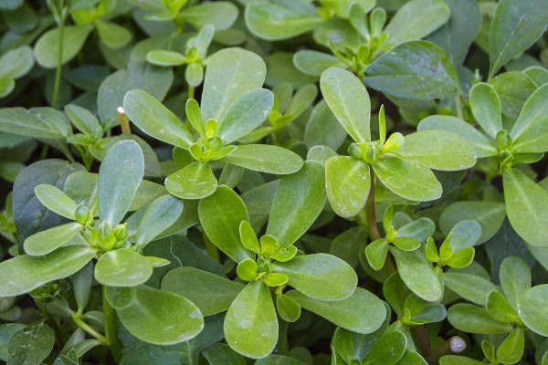 馬齒莧樹怎麼栽