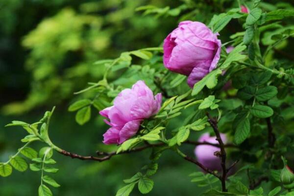 玫瑰樁怎麼發芽