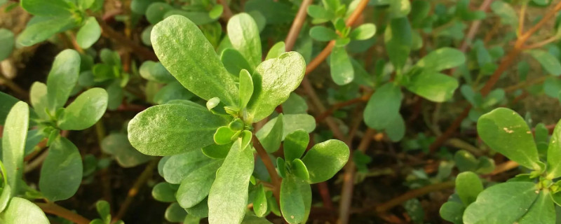 馬齒莧盆栽怎樣修剪