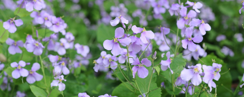 諸葛菜是什麼花