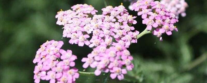 蜂室花怎麼播種