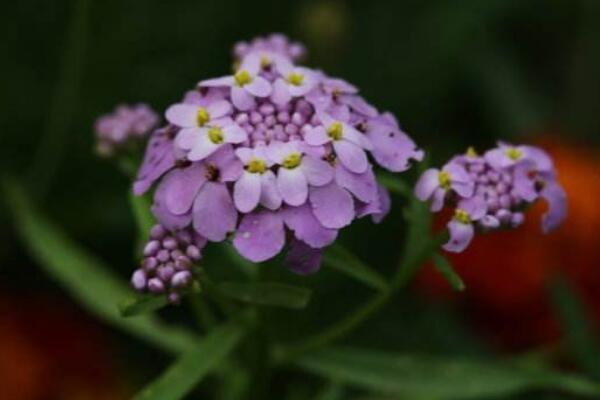 蜂室花怎麼播種