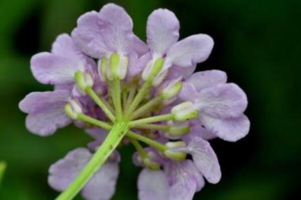 蜂室花怎麼播種