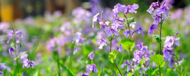 二月蘭開花時間