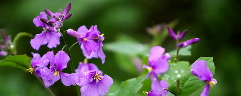 諸葛菜什麼時候開花