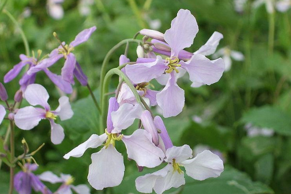 諸葛菜什麼時候開花