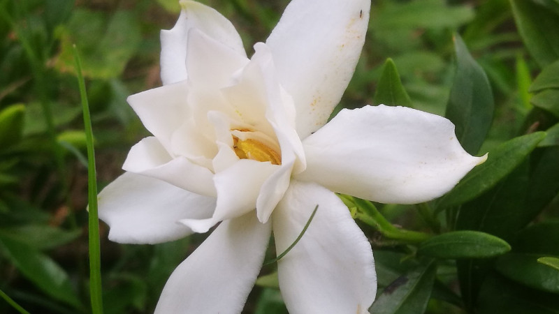 小葉梔子花移植枯萎怎麼辦