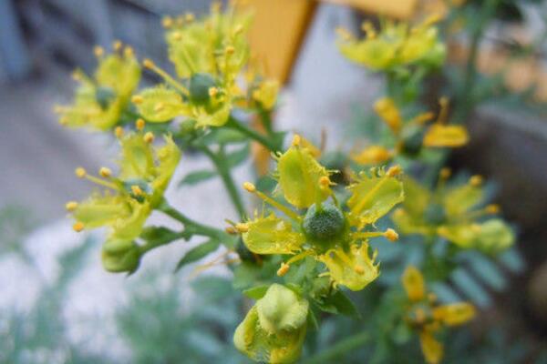 雲香花盆景怎麼修剪