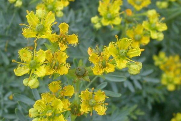 如何養雲香花