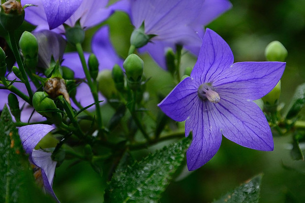 桔梗花蔫了怎麼辦