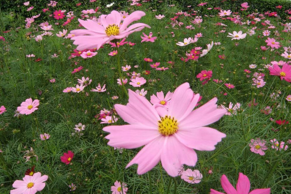 夏季如何養花