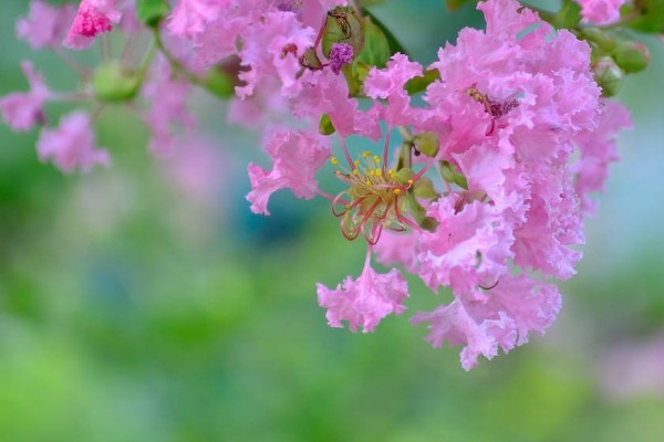 夏季如何養花