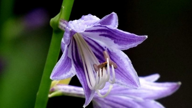 玉簪花怎麼澆水