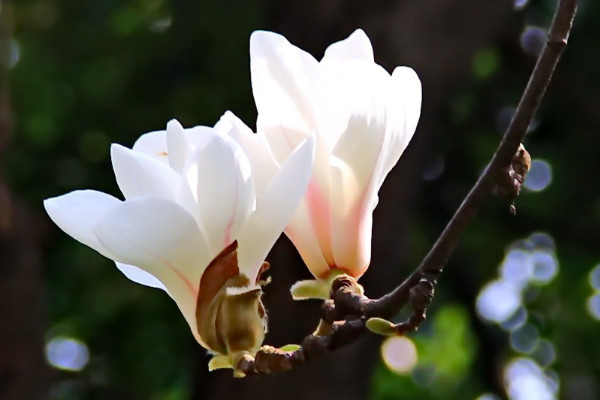 上海市市花寓意是什麼