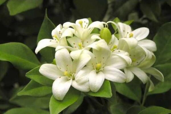 芸香花怎麼養