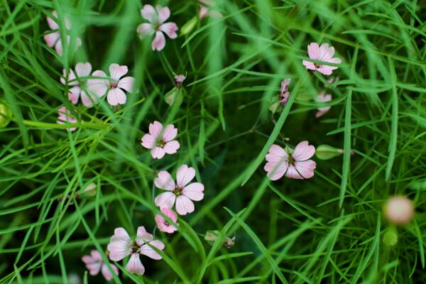 麥藍菜怎麼打頂